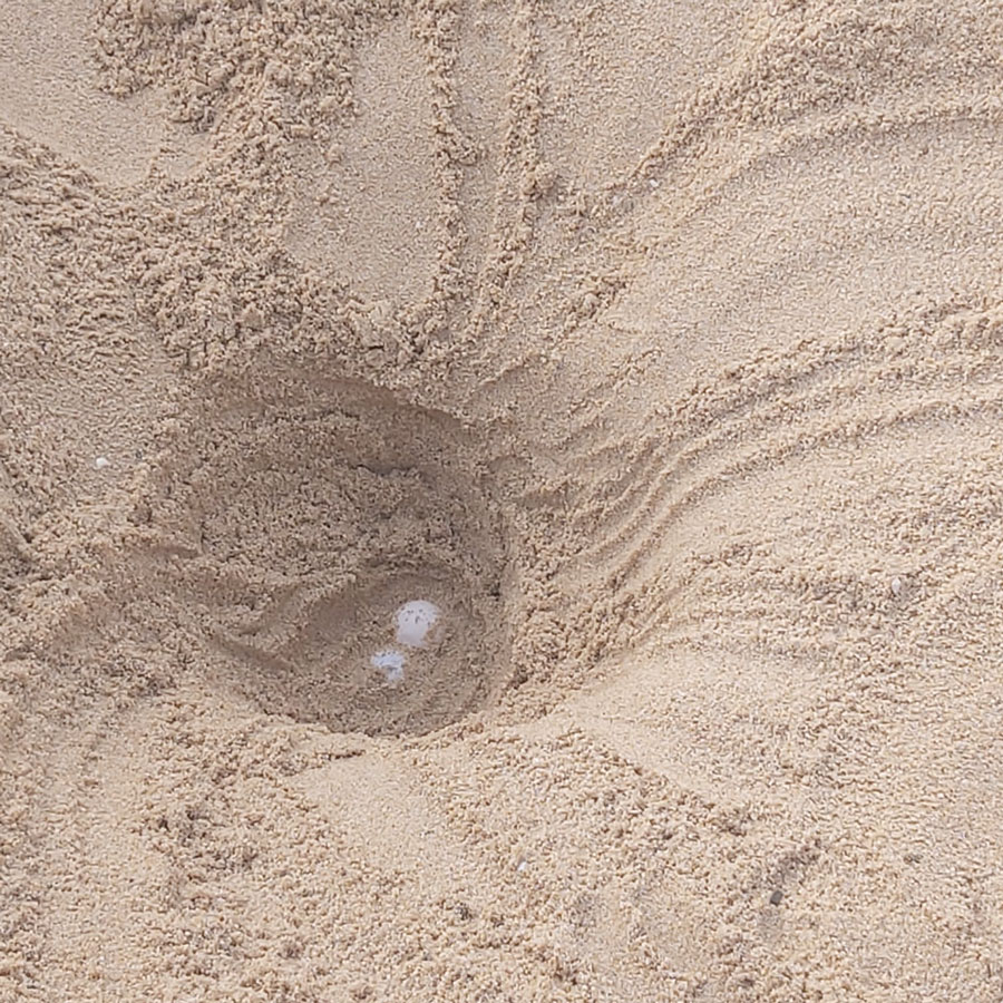 A Chia individuato il primo nido Caretta Caretta dell’estate 2021