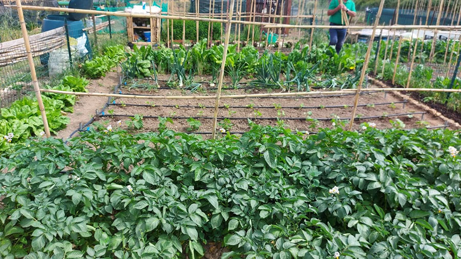 Nuoro. Pubblicato il bando per l’assegnazione di otto lotti per gli orti urbani