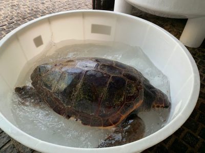 La Careta Careta salvata a Cala Luna