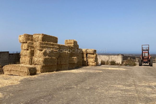 Balle di fieno donate a Scano (foto Carboni)