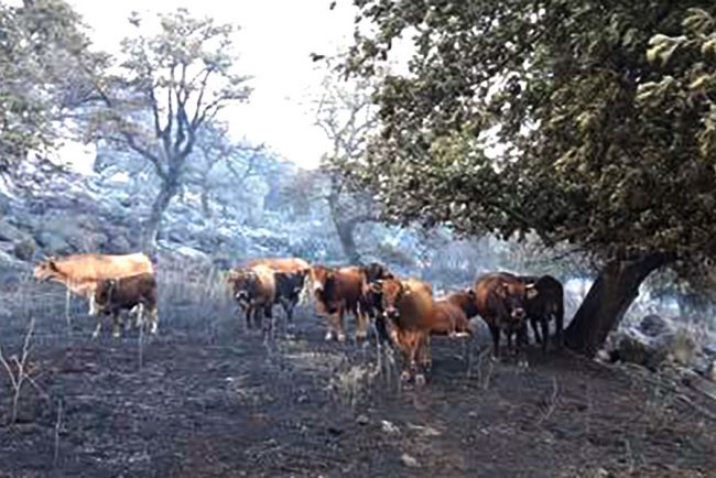 Bovini salvati dalle fiamme di un incendio