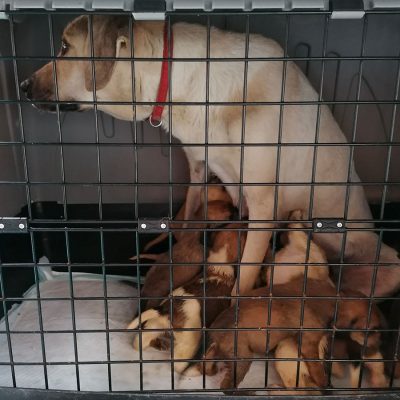 Cani abbandonati a Nuoro