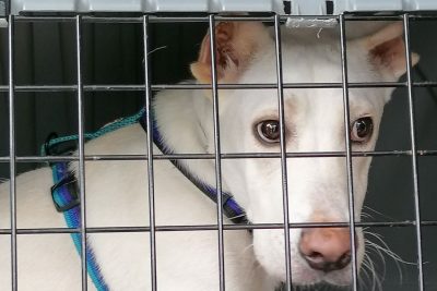 Cani abbandonati a Nuoro
