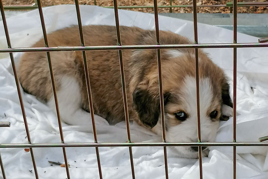Rivoluzione a Quattro Zampe a Nuoro: avviato il programma di sterilizzazione di cani e gatti