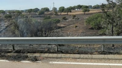 Desolazione dopo il passaggio dell'incendio alle porte di Nuoro