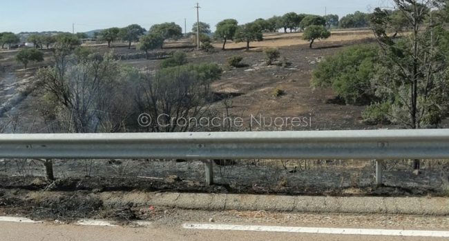 Desolazione dopo il passaggio dell'incendio alle porte di Nuoro