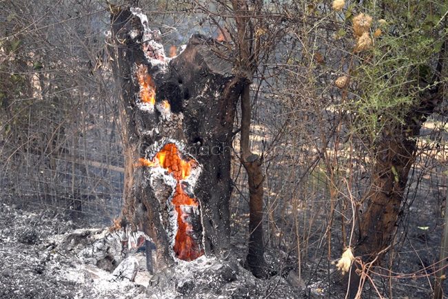 Incendio a Scano Montiferro (foto S.Novellu
