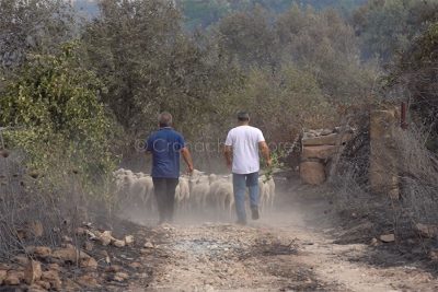 Incendio a Scano Montiferro (foto S.Novellu