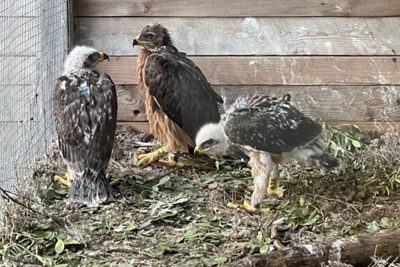 Le aquile del Bonelli ospiti nel parco di Tepilora