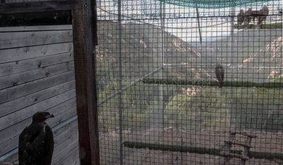 Le aquile del Bonelli ospiti nel parco di Tepilora