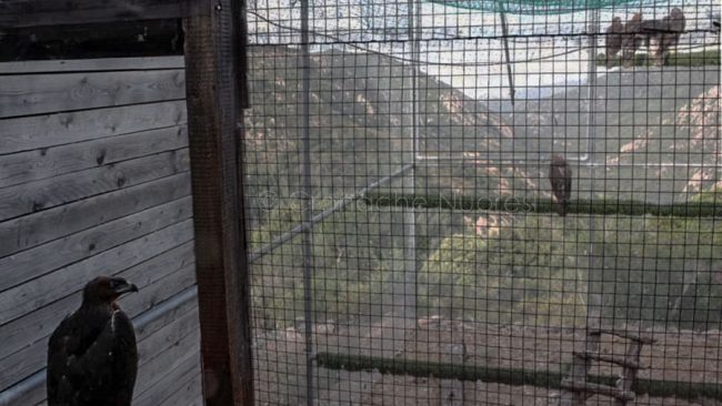 Le aquile del Bonelli ospiti nel parco di Tepilora