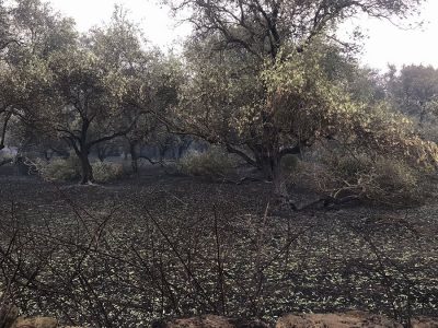 Un oliveto andato a fuoco