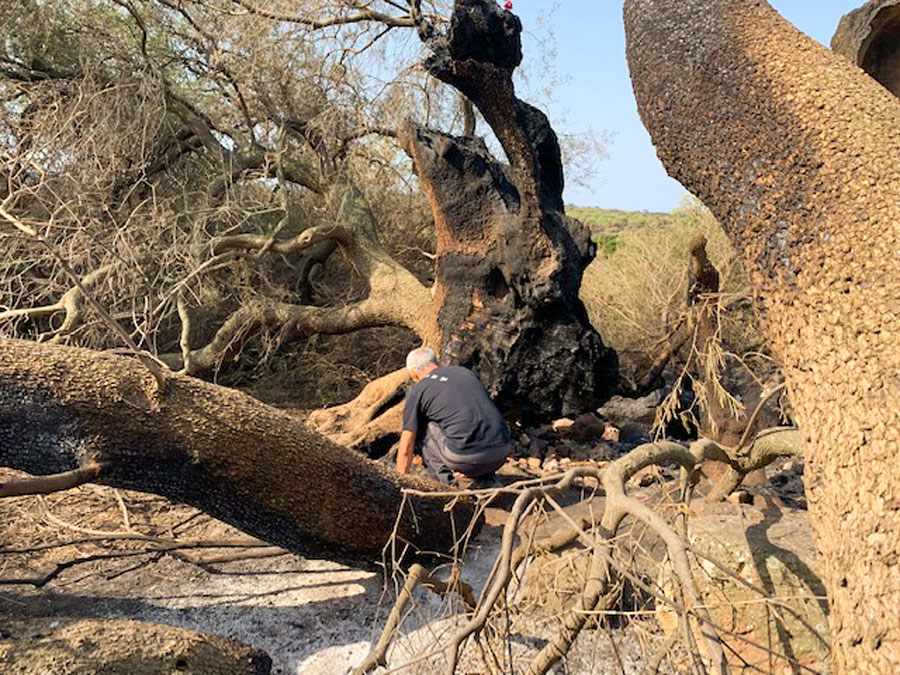 Il direttore dell’orto Botanico dell’Università di Cagliari  dona una speranza: “L’ulivo millenario di Cuglieri può rivivere”