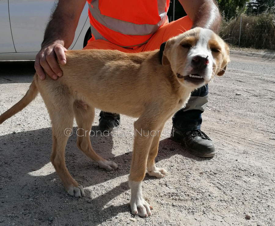 Nuoro. Cucciolo denutrito e legato alla fontana di Corte: salvato dagli operatori ecologici e dalle volontarie