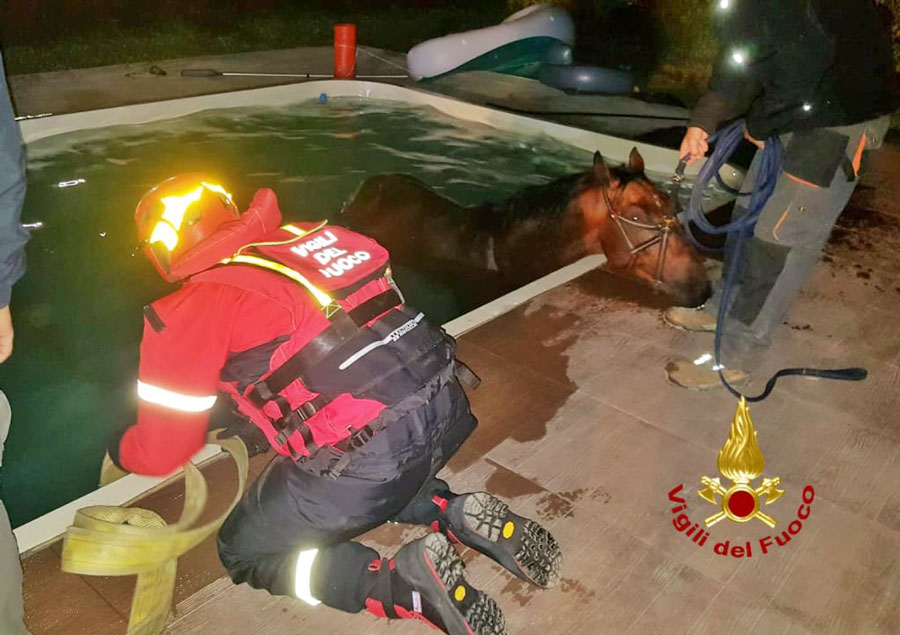 Cavallo finisce accidentalmente in piscina: salvato dai Vigili del fuoco