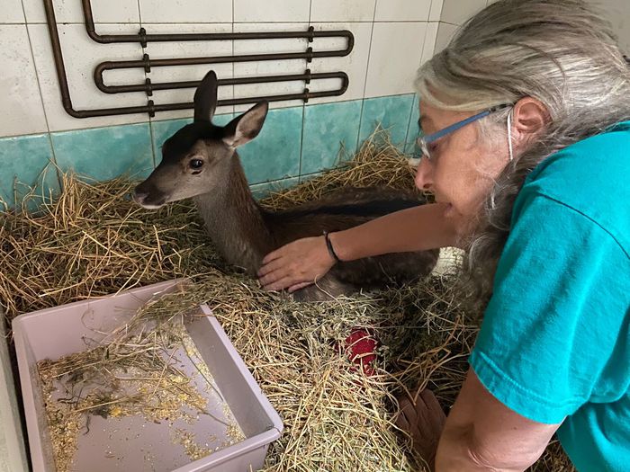 Ha le zampe carbonizzate “Lussurzesa”, la cerbiatta sopravvissuta ai roghi nel Montiferru