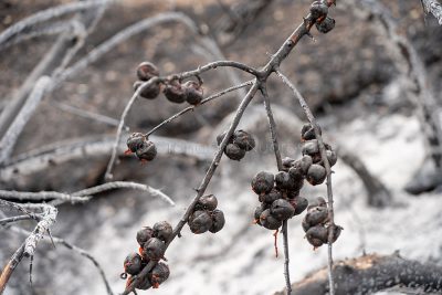 Alberi da frutta distrutti dal fuoco a Sennariolo (foto S.Novellu)