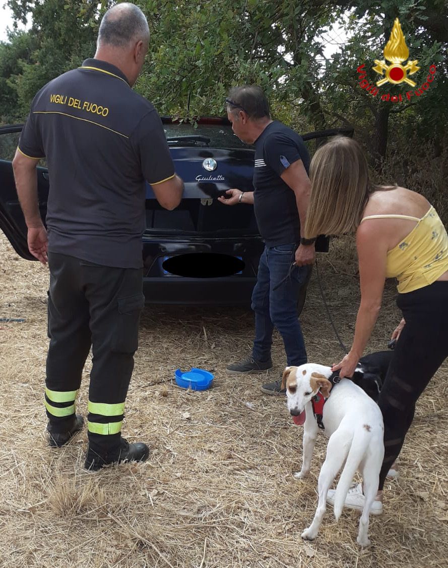 Due cani imprigionati nell’auto con le chiavi dimenticate all’interno: salvati dai VVF