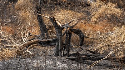 Oliveto distrutto dal fuoco a Sennariolo (foto S.Novellu)