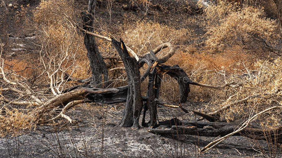 Sennariolo. Oliveto secolare distrutto dal fuoco: ecco cosa resta del lavoro di generazioni – VIDEO