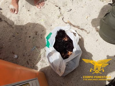 Una busta di ricci sequestrata a Cala Cartoe