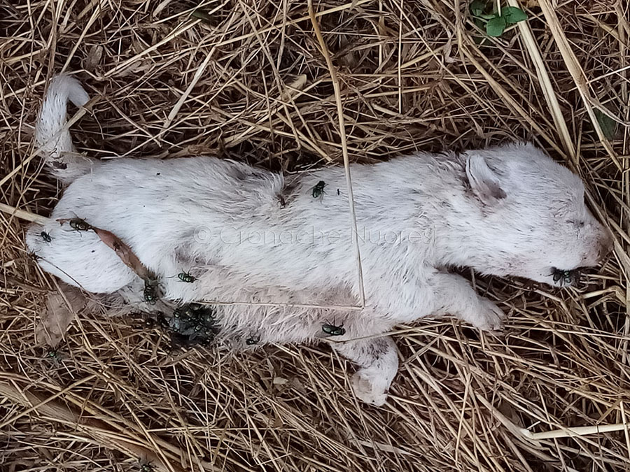 Strage di cani a Nuoro. Gli animalisti scrivono a Soddu: “dissociarsi vuol dire assumersi delle responsabilità”