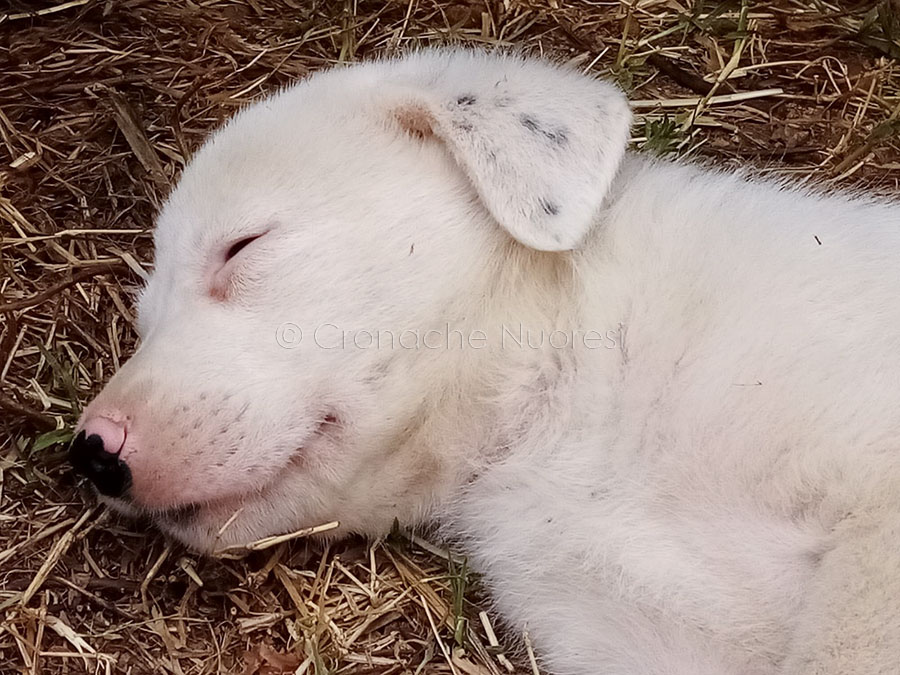 Orrore nel Parco di Molentargius: cagnolini seviziati e uccisi, LNDC sporge denuncia