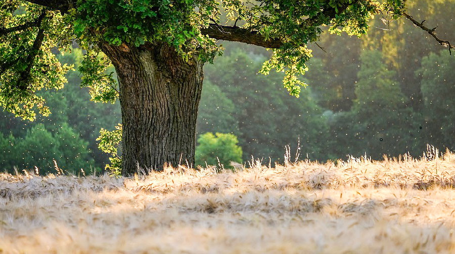 Gal Barbagia. Il Turismo sostenibile arriva nel Nuorese: finanziati 3 progetti per 500mila euro