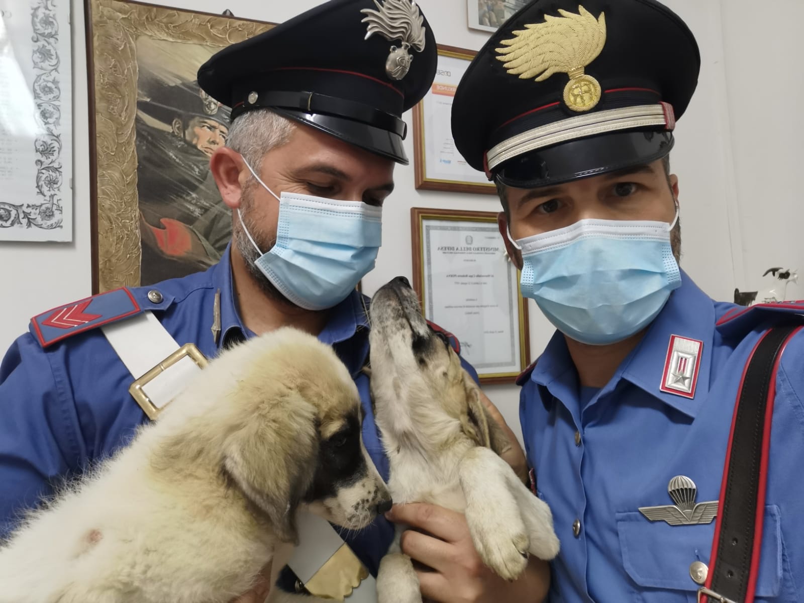 Legati con una catena sotto il sole: cuccioli di due mesi salvati dai Carabinieri