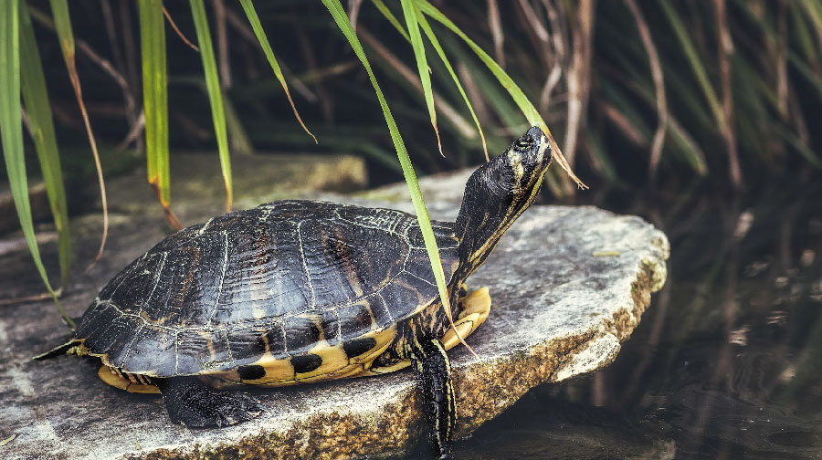 Budoni. La forestale  recupera tre tartarughe americane palustri
