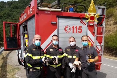 I Vigili del fuoco con i cuccioli salvati