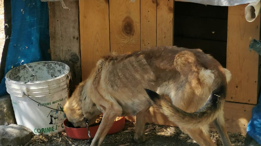 Cane pastore denutrito e tenuto in catene: Il caso finisce in tribunale e si cerca un nuovo padrone