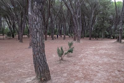 Uno scorcio della pineta di Ugolio