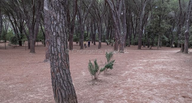 Uno scorcio della pineta di Ugolio