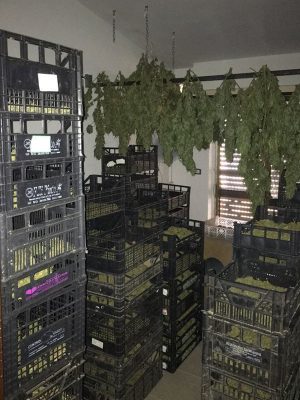 La marijuana sequestrata a Nuoro