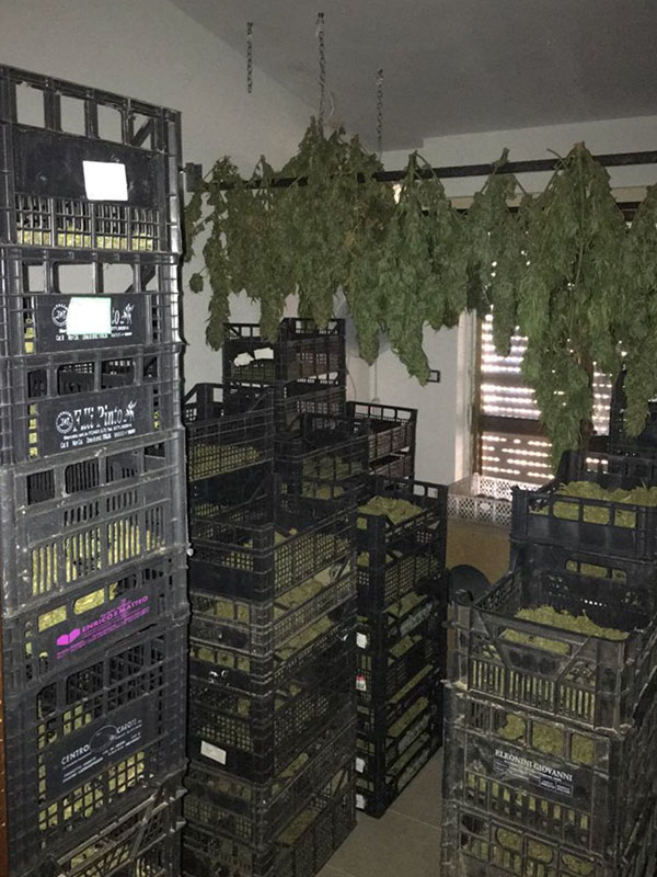 La marijuana sequestrata a Nuoro