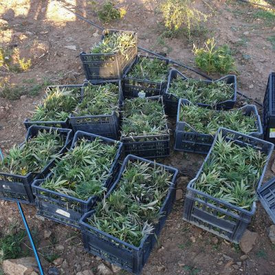La marijuana sequestrata a Nuoro