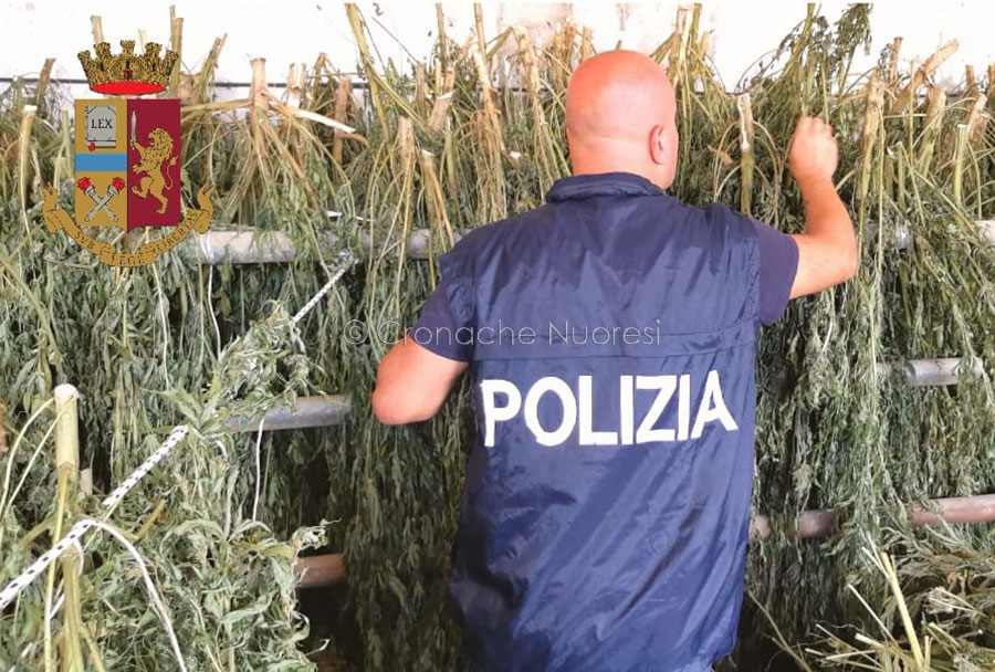 Orosei. Blitz della Polizia in un’azienda agricola: scoperta una tonnellata di marijuana in coltura, raccolta e essiccata – VIDEO