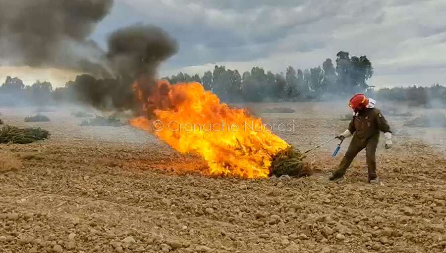 Distrutta dai Carabinieri piantagione di 5300 piante di marijuana