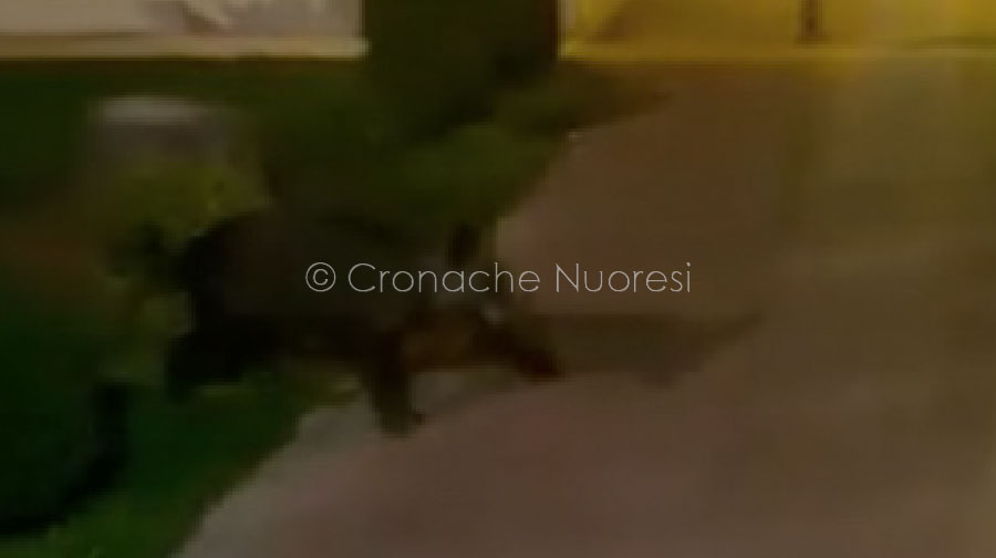 Uno dei cinghiali avvistati alla camera mortuaria di Nuoro