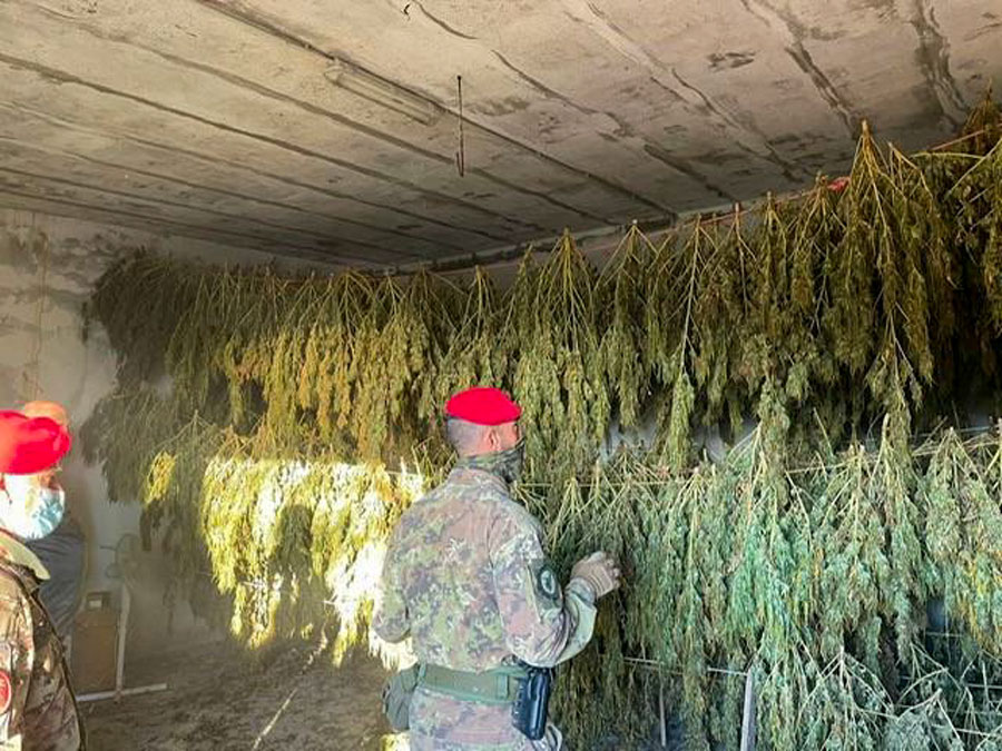 Nel casolare 995 piantine di marijuana pronte all’essiccazione: scattano due arresti (VIDEO)