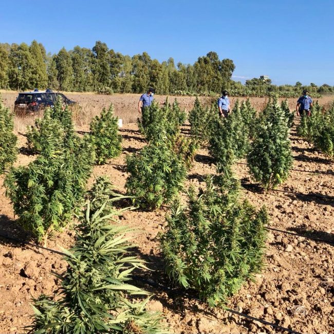 La piantagione di marijuana