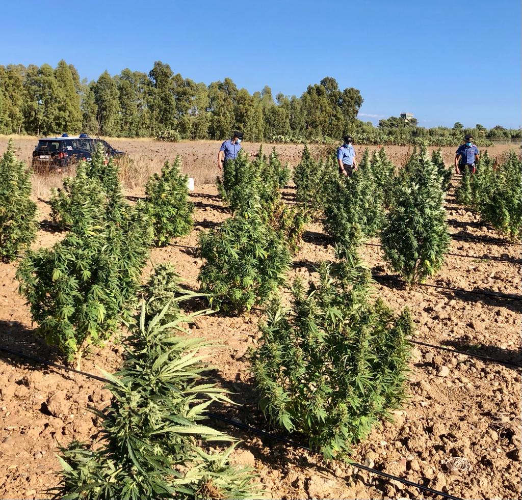 Maxi piantagione di marijuana a Orani: scattano i domiciliari per il presunto proprietario