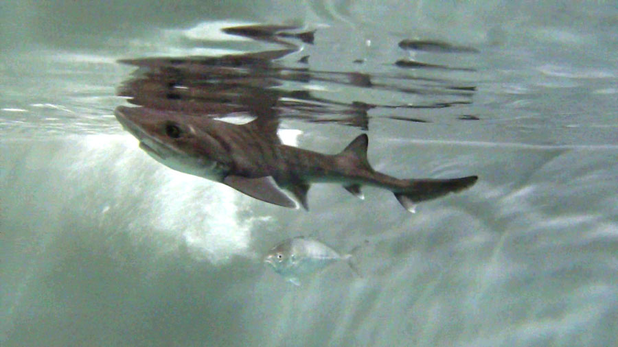 Cala Gonone. È ufficiale: lo squalo Ispera è nato per partogenesi