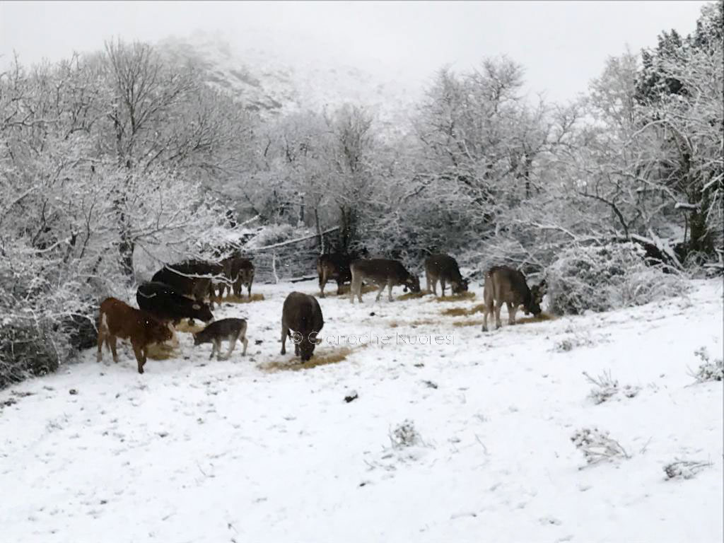Allerta meteo in Sardegna nel fine settimana per neve, vento e mareggiate: nevica anche a Nuoro