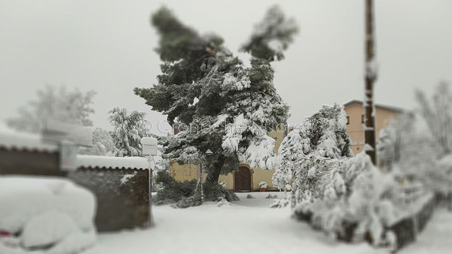 Albero si abbatte sulla carreggiata: chiusa la Tonara-Desulo