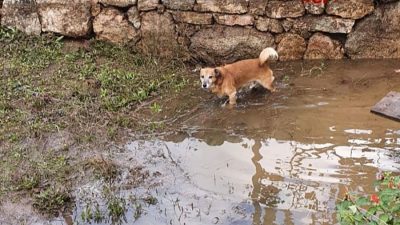 Un cane in difficoltà nel fango