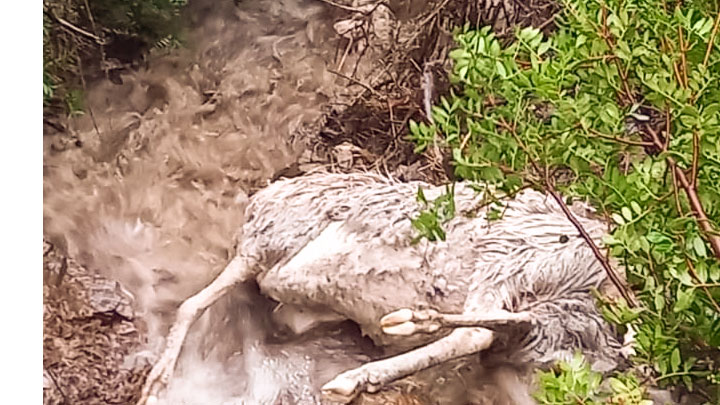 Coldiretti.  Animali morti a causa del maltempo di questi giorni: subito lo stato di calamità