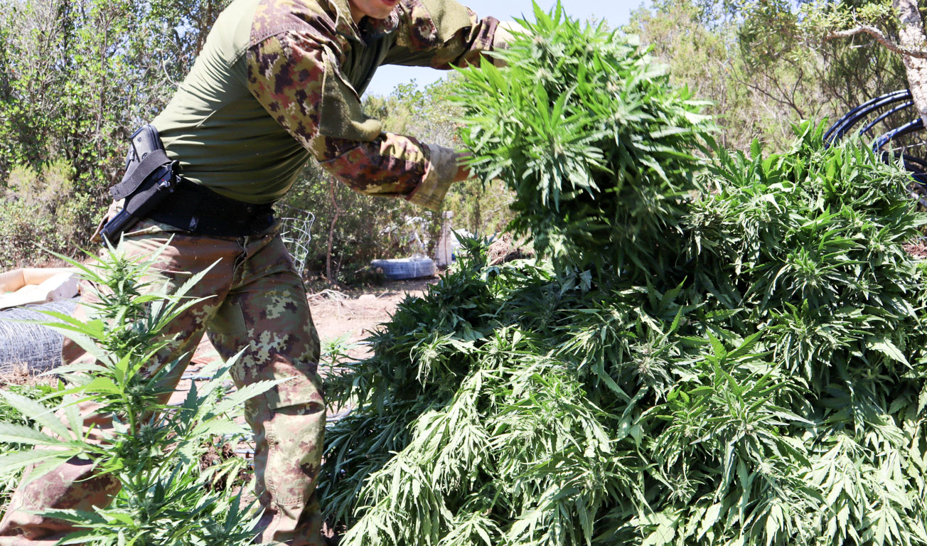 Villagrande Strisaili. Scoperta una piantagione di marijuana con 70 piante alte oltre i due metri