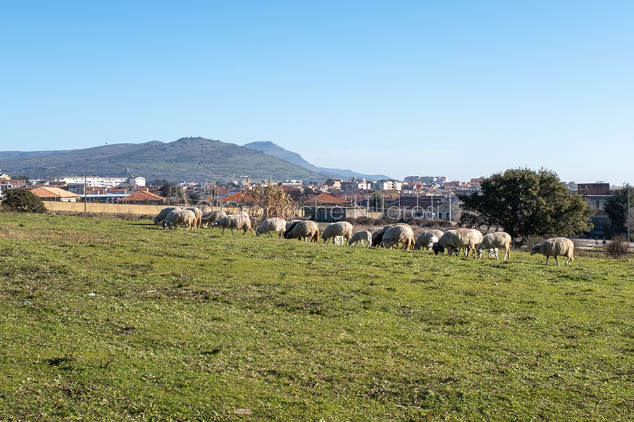 Macomer. Torna ad apparire l’ombra del Covid